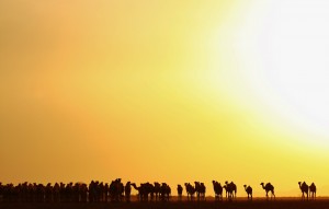 camels