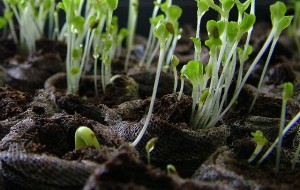 Seedlings sprout into life