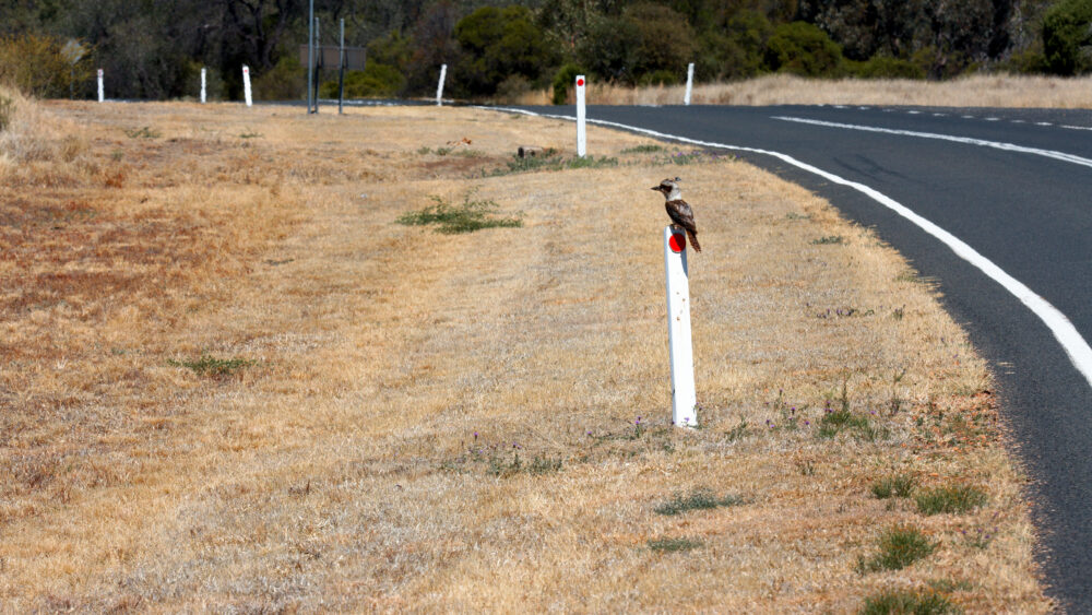 The road between Longreach and Barcaldine in Central Queensland