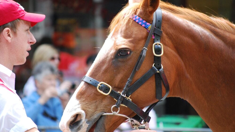 Doriemus at the 2009 Melbourne Cup