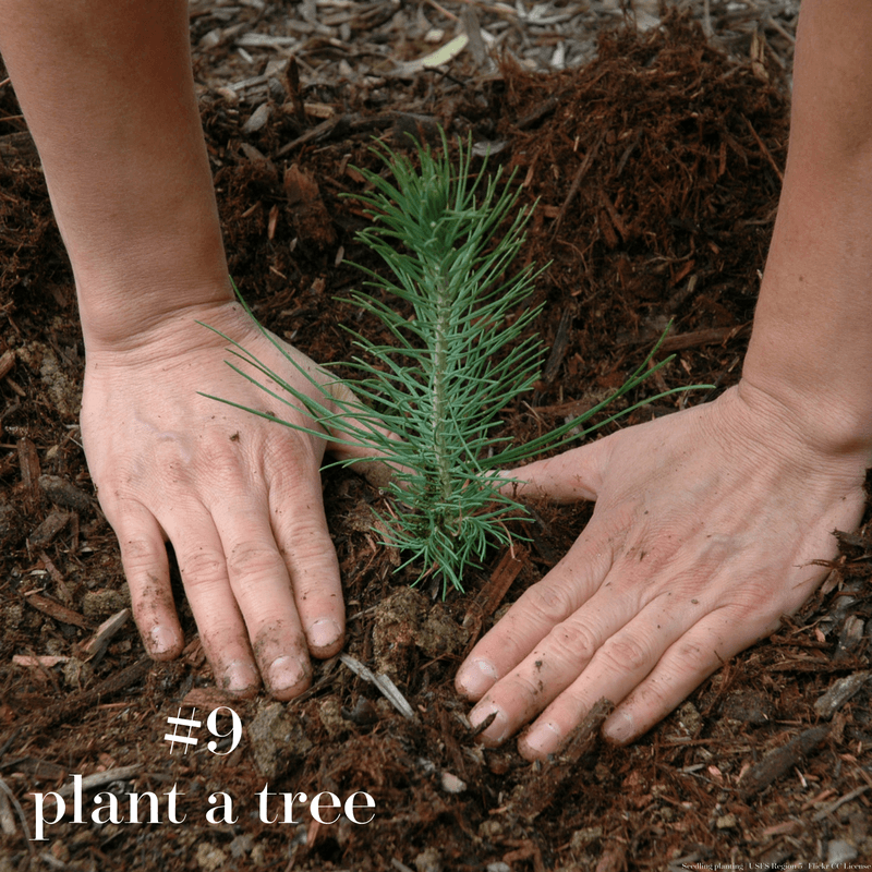 Planting a seedling