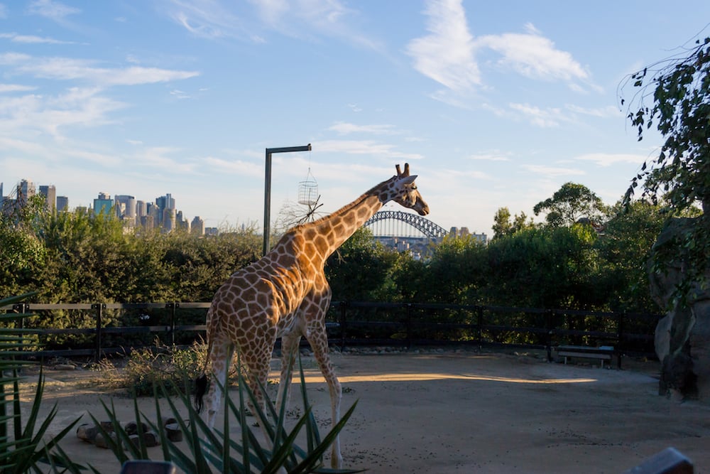 A giraffe strolls beside Sydney harbour