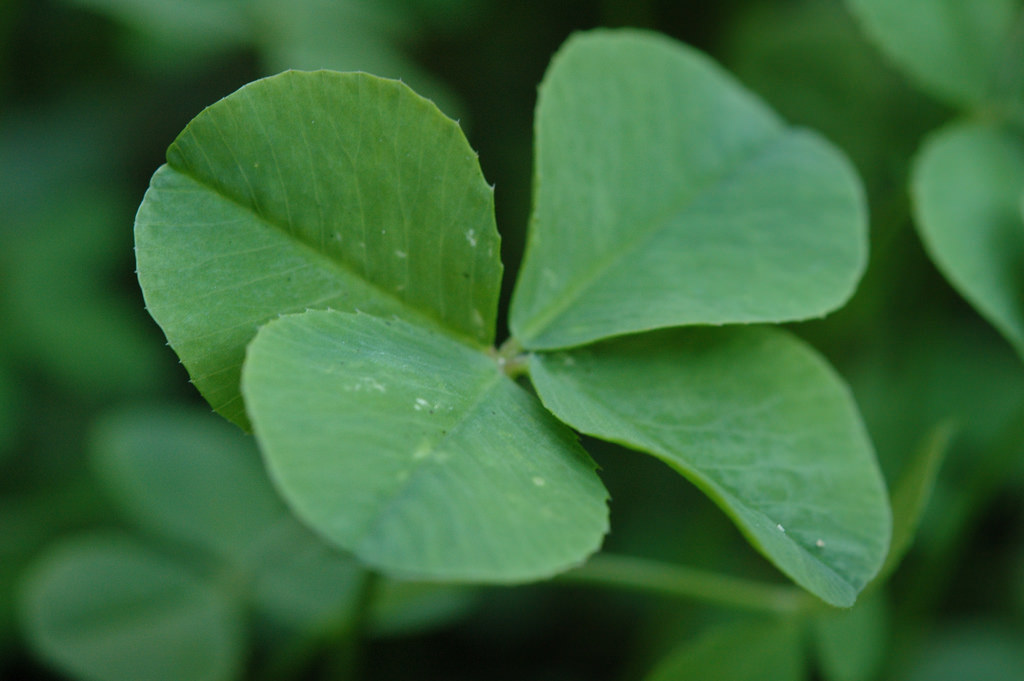 A four-leaf clover has long been thought to bring good luck to the finder