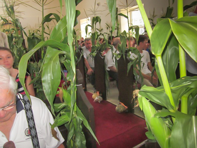 Corn stalks are tied to church pews, and local produce laid at the altar during the Thanksgiving service at All Saints Church. 