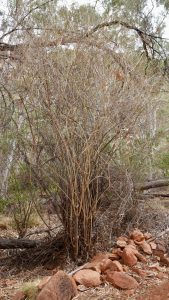 A spear bush.