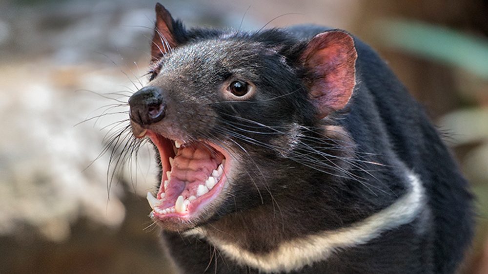 The (Tasmanian) devil incarnate