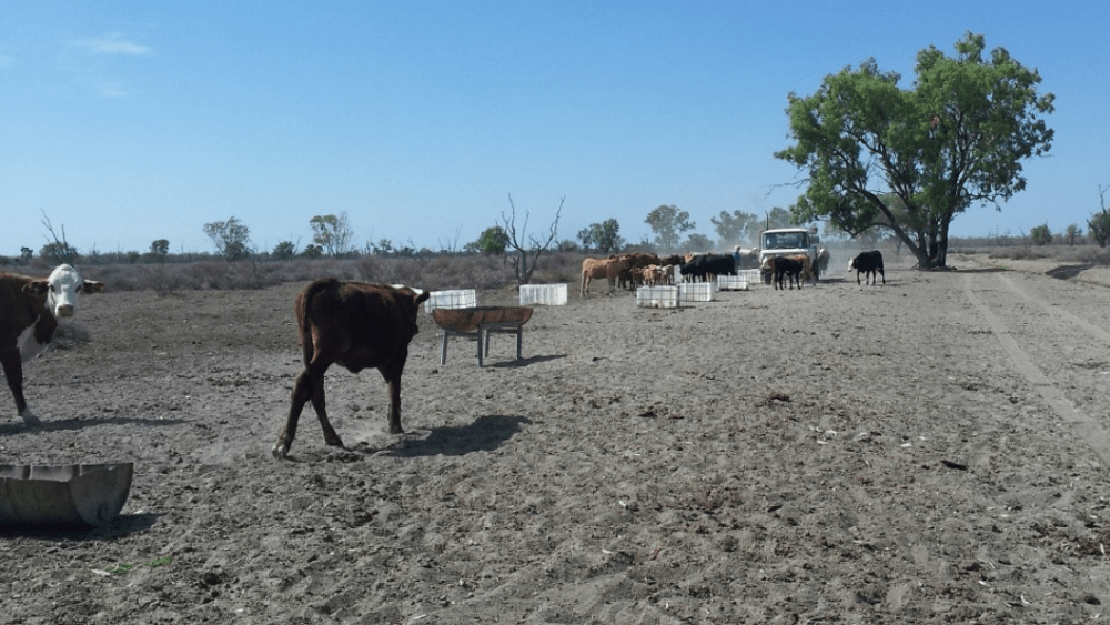 Farmers feeding their stock in dusty conditions near Lightning Ridge, NSW