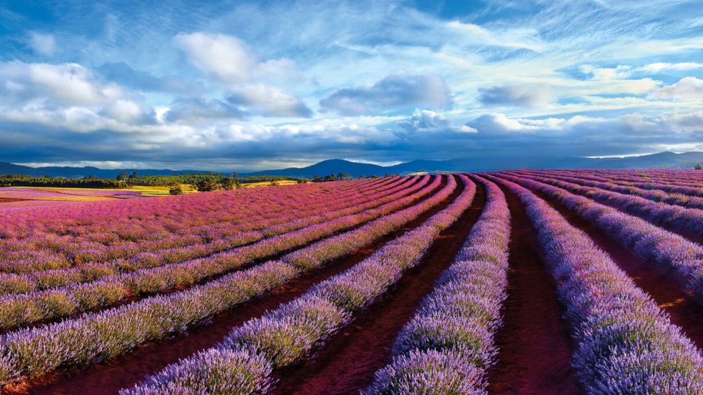 This Ken Duncan photograph of lavender is Called Field of Dreams.