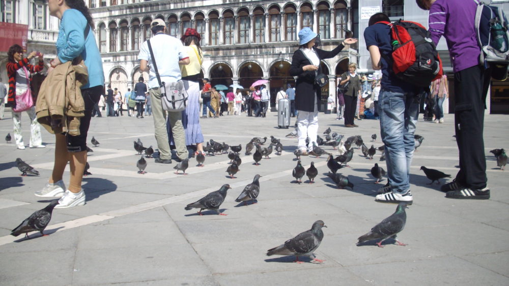 'If a Martian landed on Earth and met a flock of pigeons and a crowd of humans, one would not seem more diverse than the other,'says researcher Jesse Ausubel.