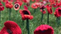 Knitted poppies adorn the surrounds of the Australian War Memorial in Canberra.