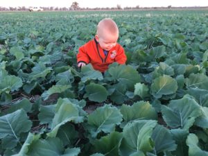 Caleb Amery in Canola crop - Forbes NSW