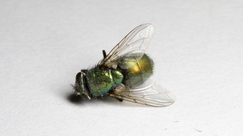 Dead fly. Image: Rob Slaven / Pixabay