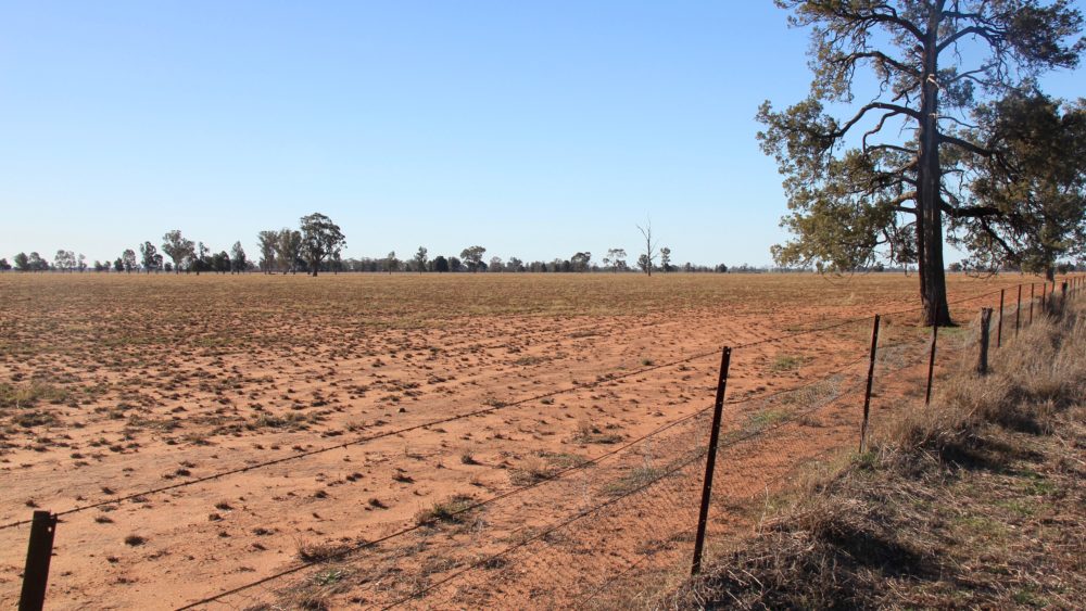 Drought in Narromine, north-west NSW