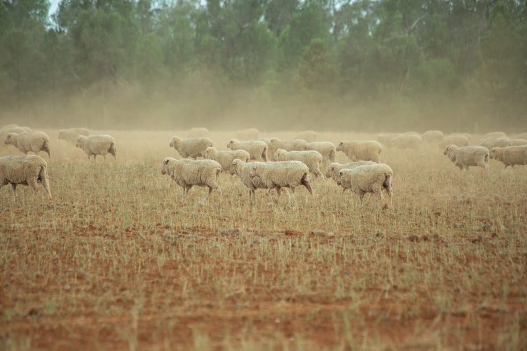 The Amerys drought-stricken property