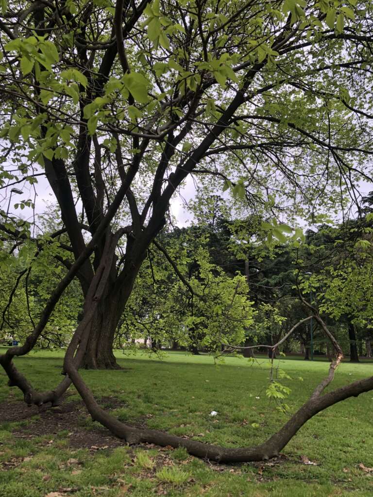 Melbourne tree