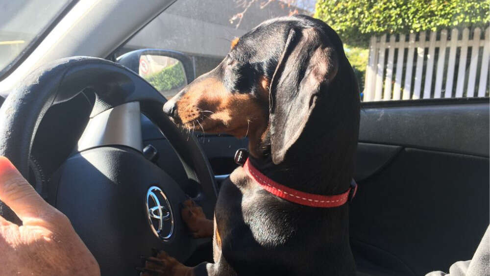 Ruby the dog at the (stationary) wheel