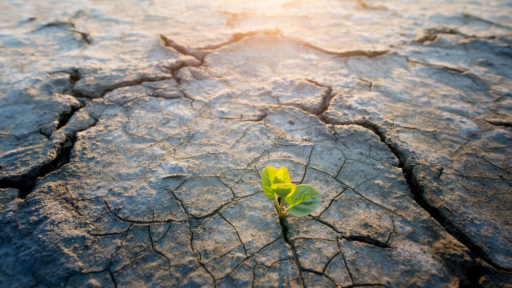 Plant growing in the desert