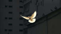 Dove in flight