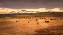 Dianne Fraser tells how he owns the cattle on a thousand hills