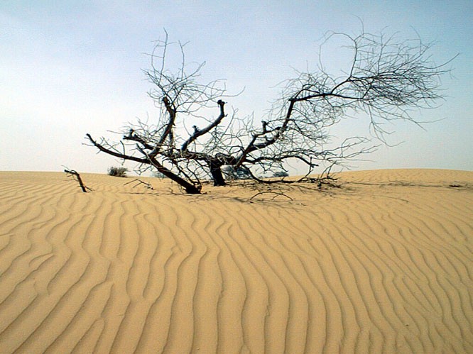 Niger's landscape before the reforestation advocated for by Tony Rinaudo