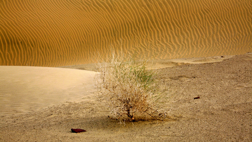 Tree in the desert