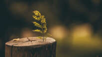 Tree stump with new growth