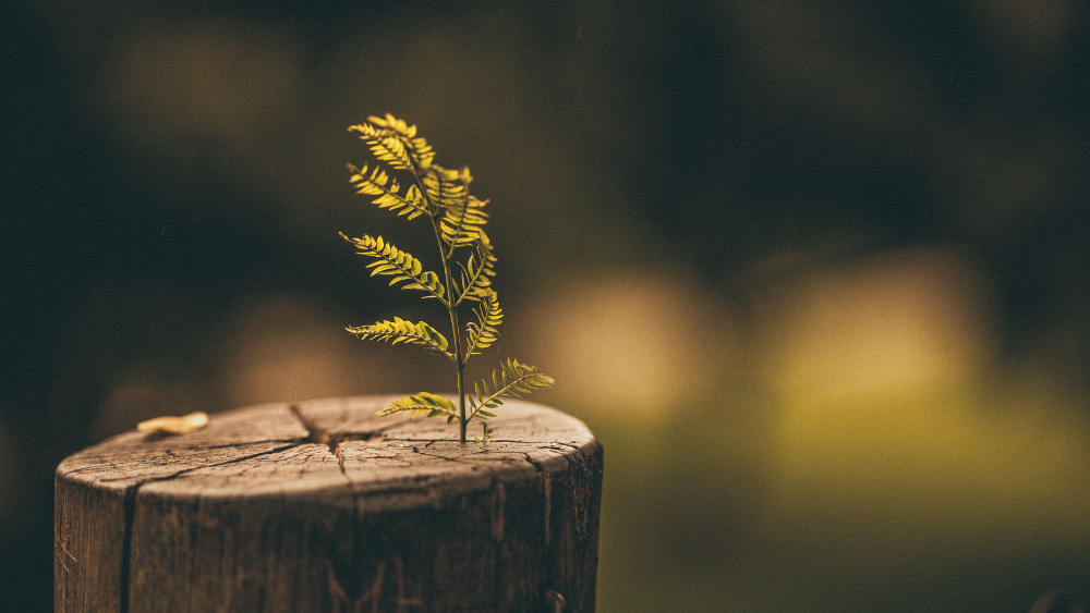 Tree stump with new growth